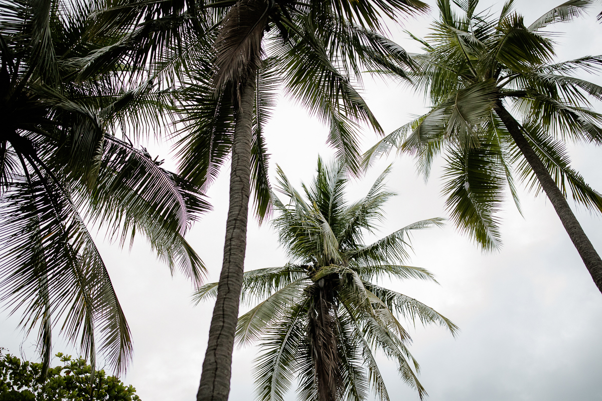 costa rica palms